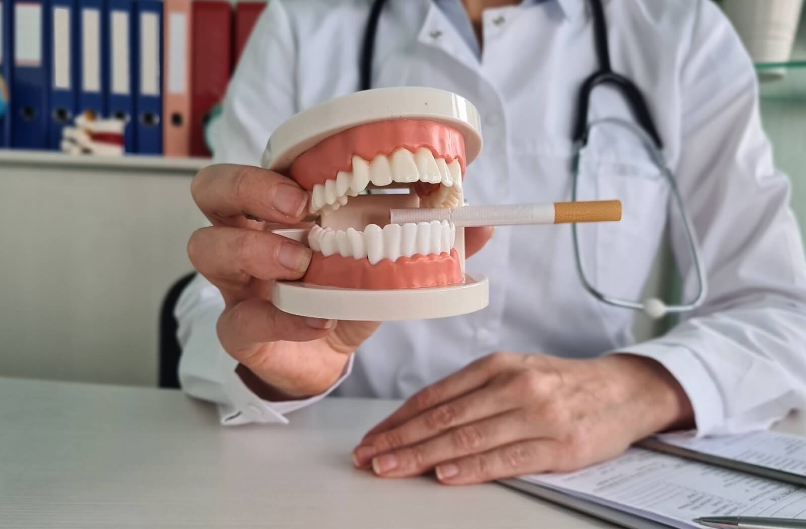 Someone holds a model of a set of teeth, with a cigarette being bitten down on, emphasizing the importance of not smoking.